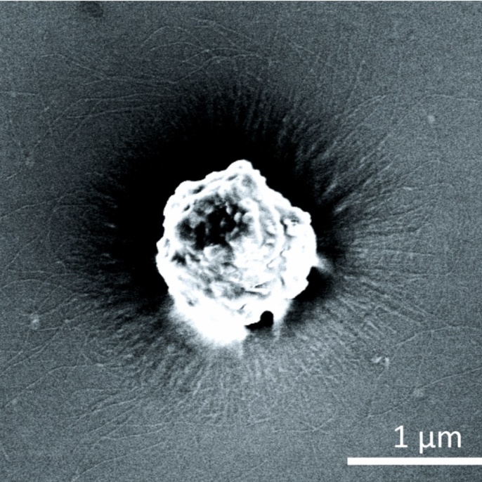 Elektronenmikroskopisches Bild von Phagen, die durch Selbstassemblierung an einen Träger gebunden sind.