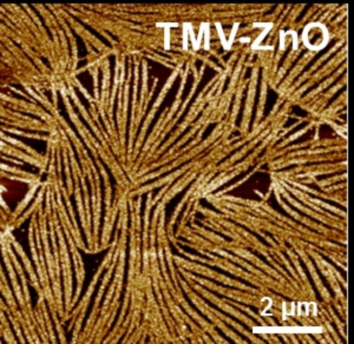 Hybridmaterial. Biological template tobacco mosaic virus (TMV), alinged on a silicon wafer and coated with zinc oxide.